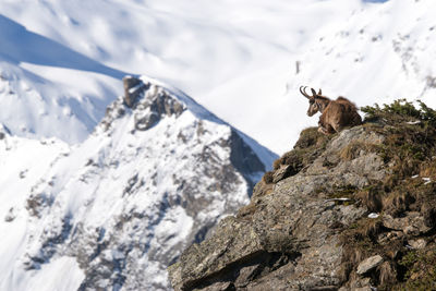 View of an animal on snowcapped mountain