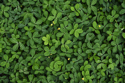 Full frame shot of plants growing on field