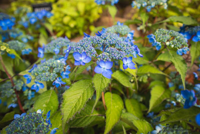 Close-up of blue flowering plant