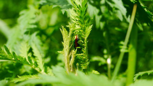 Close-up of insect on plant