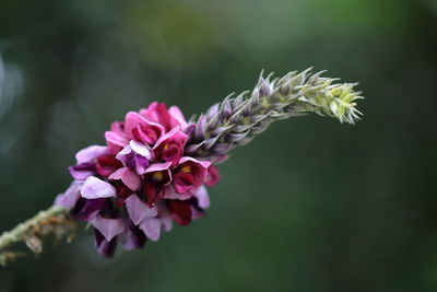 Close-up of pink flowering plant