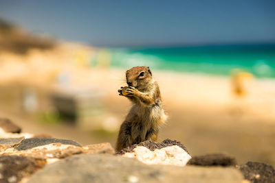 Close-up of a squirrel on arock