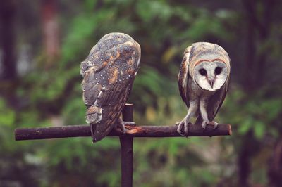 Close-up of owl perching outdoors