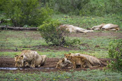 Lionesses drinking water