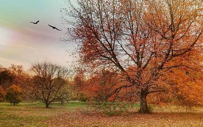 Bare trees on field at sunset