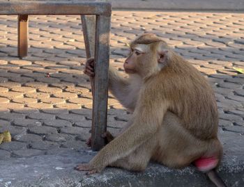 Close-up of monkey sitting outdoors