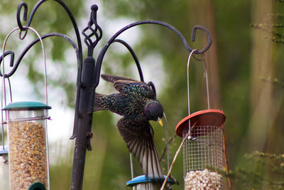 Birds perching on metal feeder