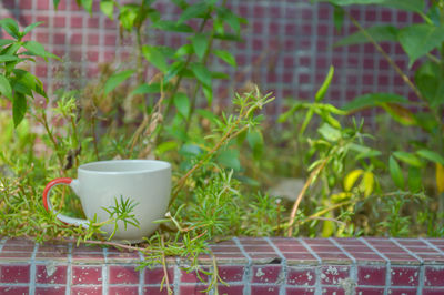 Close-up of potted plants on table against wall