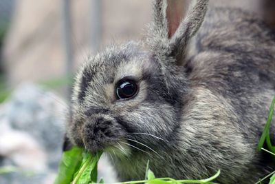 Close-up of an bunny eating grass