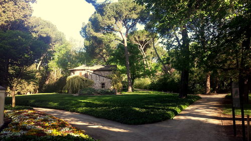 Footpath leading towards trees