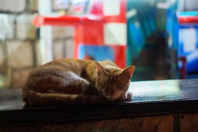 Close-up of cat sitting on table