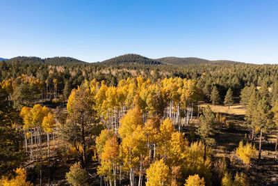 Scenic view of trees against sky during autumn