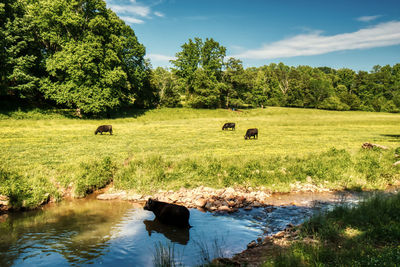 View of a sheep in the water