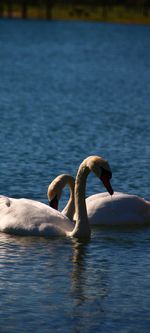 Swans swimming in lake