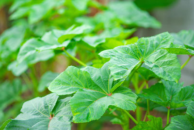 Close-up of fresh green leaves