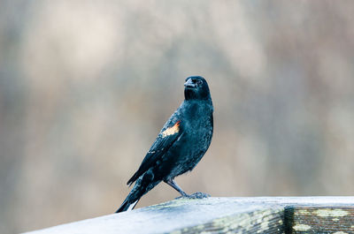 Close-up of bird perching