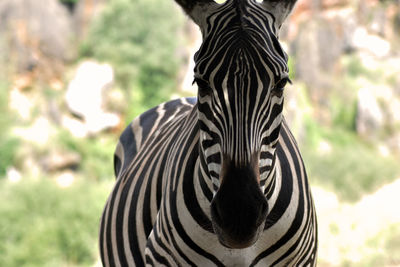 Close-up of zebra