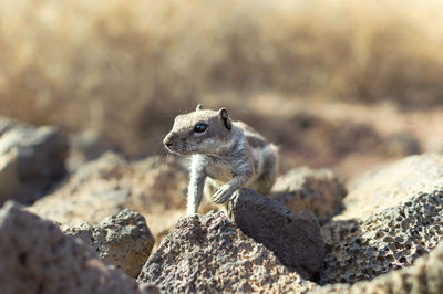 Close-up of squirrel on rock