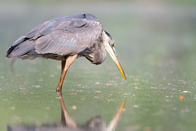 Close-up of heron eating