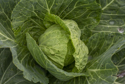 Cabbage grows in the garden. agricultural industry. growing cabbage.