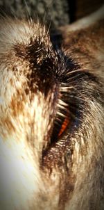 one animal