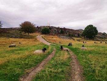 View of sheep on landscape against sky