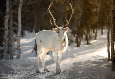 White horse standing on snow during winter