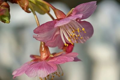 Close-up of pink flower