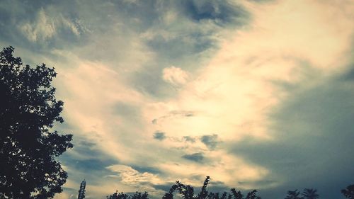 Silhouette of trees at sunset