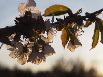 Close-up of cherry blossoms against sky