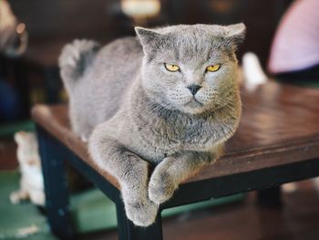 Close-up portrait of cat sitting on table
