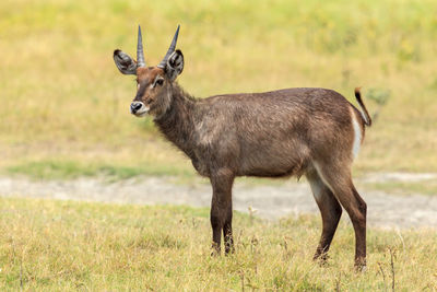 Portrait of deer standing on field