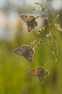 Close-up of butterfly perching on flower