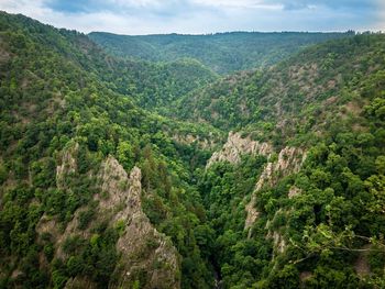 Scenic view of forest against sky