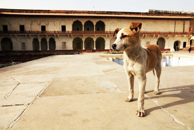 Stray dog on terrace of historic building against clear sky