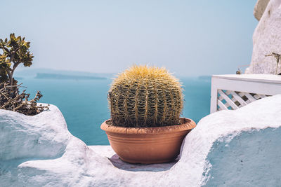 Close-up of succulent plants by sea against sky