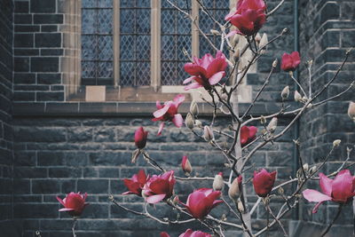 Close-up of red flowering plant against window