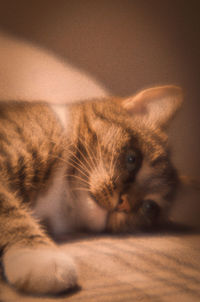 Portrait of cat relaxing on bed