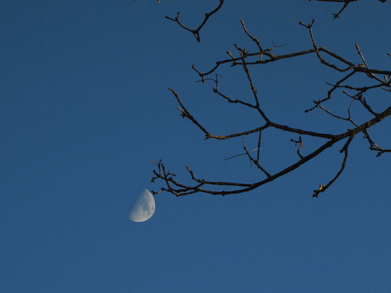 low angle view, tree, clear sky, bare tree, moon, branch, sky, blue, nature, beauty in nature, no people, outdoors, tranquil scene, tranquility, close-up, day, astronomy