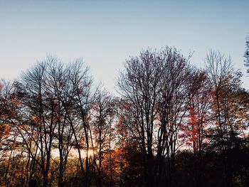 Low angle view of trees against clear sky