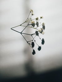 Close-up of white flowering plant against sky