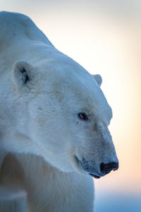 Close-up of polar bear standing lowering head