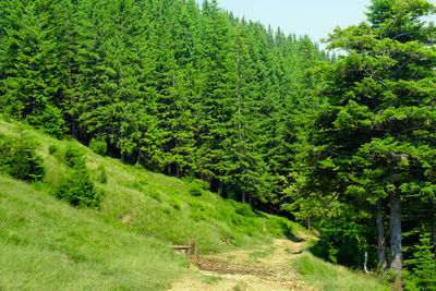 Footpath on grassy field against trees