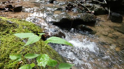 Stream flowing through rocks