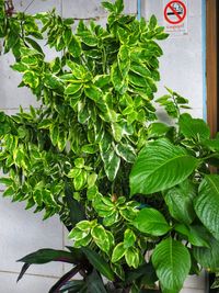 High angle view of potted plant against wall