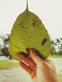 Close-up of hand holding leaf against sky