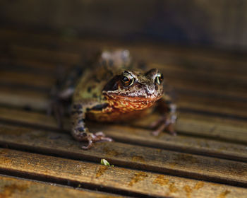 Close-up of frog on wood