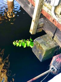 High angle view of leaf floating on water