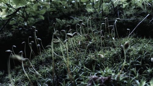 Plants growing in field