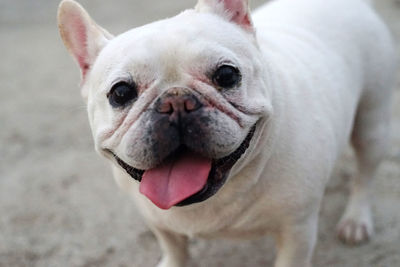 Close-up portrait of a french bulldog